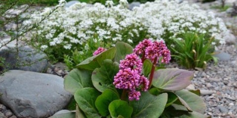 Kada presaditi bergeniju u jesen, njega i kako rezati za zimu